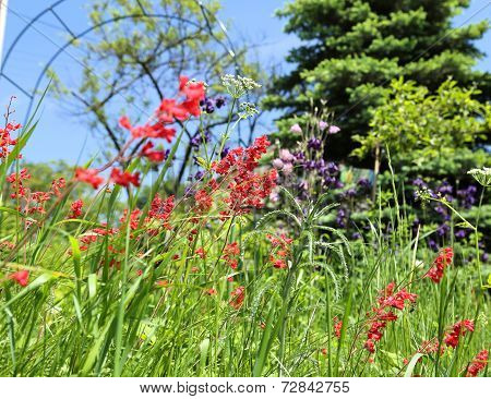 Colorful Garden