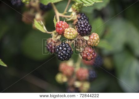 Blackberries on a bush