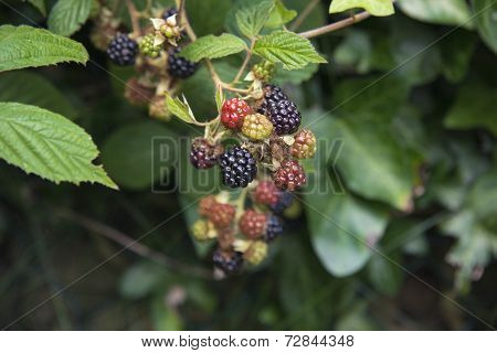 Blackberries on a bush
