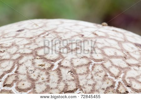 Details Of Puffball Surface