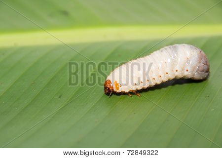 The worm