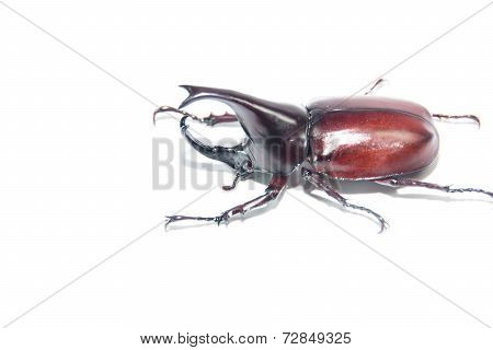 the Xylotrupes gideon on a white background