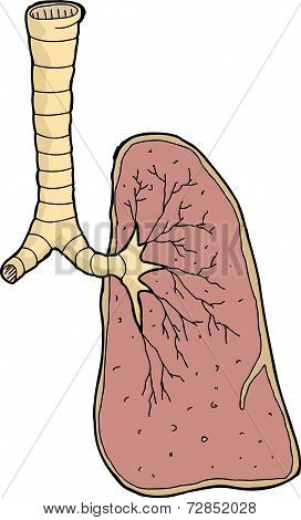 One Human Lung
