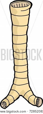 Single Trachea