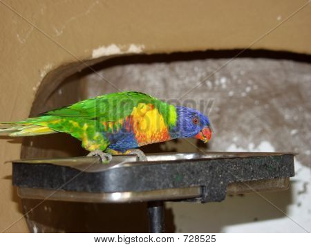Parrot