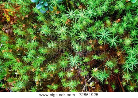 Green Moss Backgruond Close Up