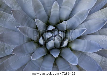 Blå Agave Close-up