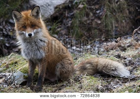 red fox