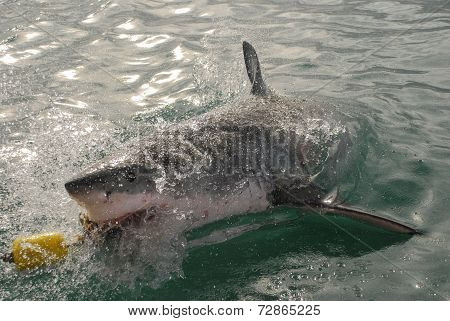 Great White Shark (carcharodon Carcharias)