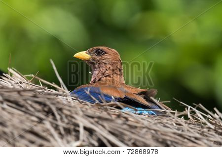 Broad Billed Roller (eurystomus Glaucurus) Sunning On A Thatched Roof