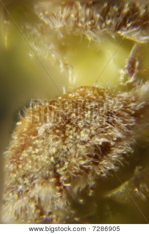 Micrografia Weed