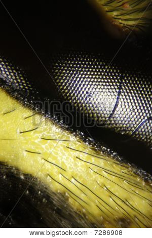 Marcus Kett_microscopy_wasp_005