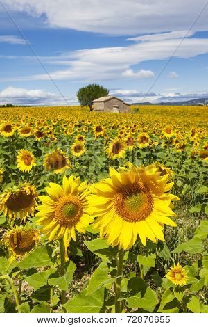 Beautiful Landscape With Sunflower