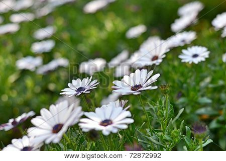 Flower on mountain
