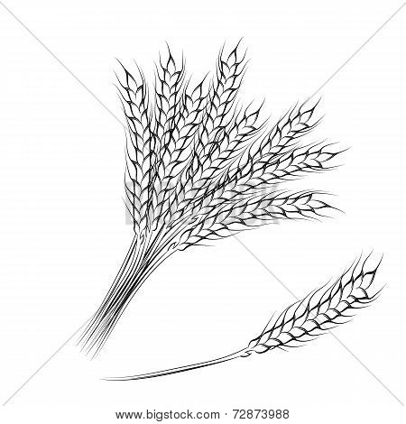 Hand drawing wheat ears