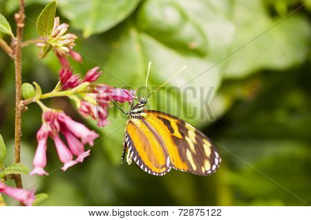 Heliconius Hecale