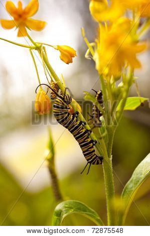 Butterfly Caterpillar