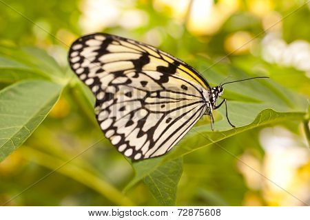 Idea Leuconoe