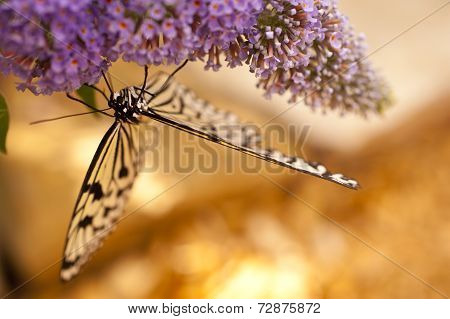 Idea Leuconoe