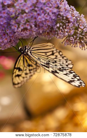 Idea Leuconoe