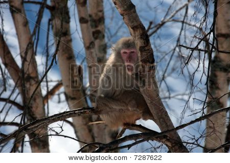 Snow Monkey