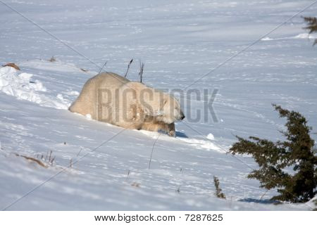 Mercedes der Eisbär