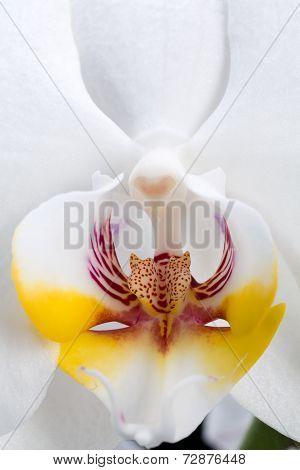 Close up of White orchidflower  isolated on black