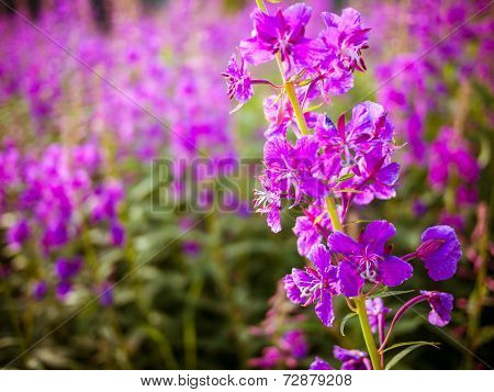 Chamerion Angustifolium Flowers