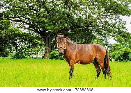 One Horse On Green Grass And Big Tree