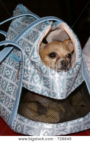 chihuaha