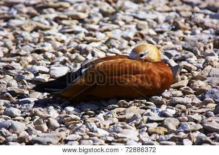 Ruddy Shelduck