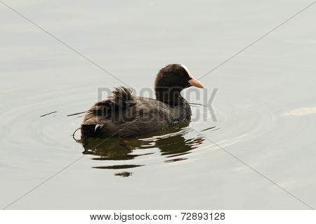 Common Coot On Water Surface
