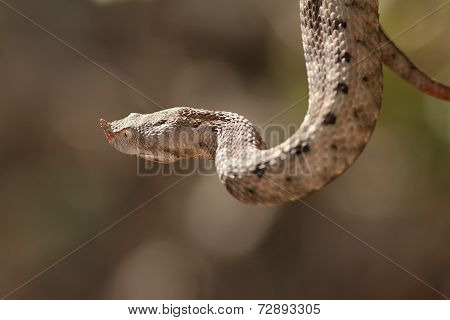 Female European Sand Viper