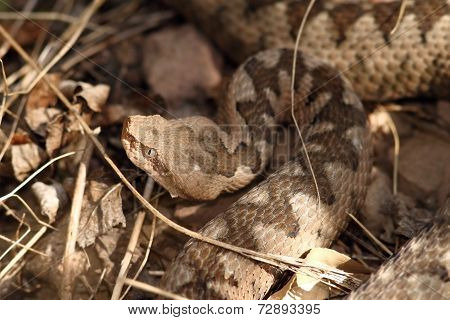 Large Head Of Vipera Ammodytes
