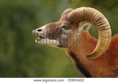 Mouflon Mating Ritual