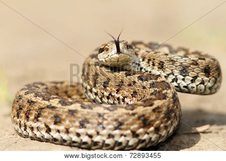 Meadow Viper Ready To Strike