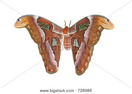 Atlas Moth