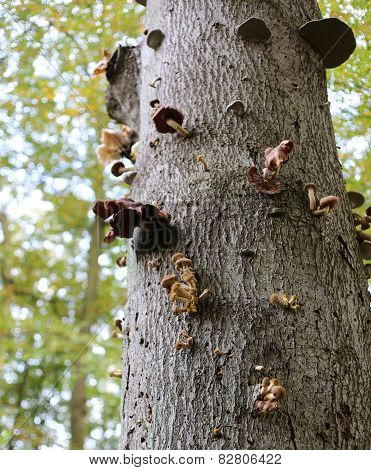 Variety Of Mushrooms