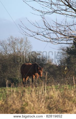Heavy Horse