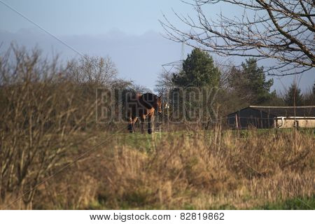 Heavy Horse