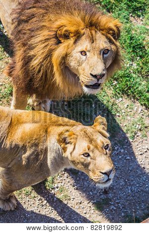 Lion Pride In Nature
