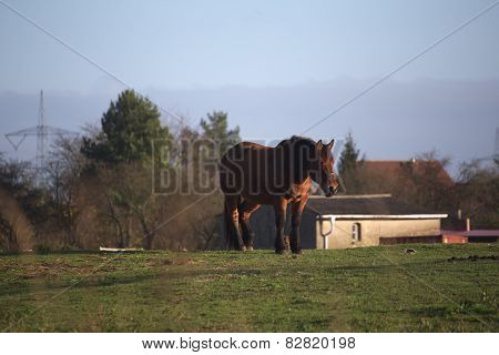Heavy Horse