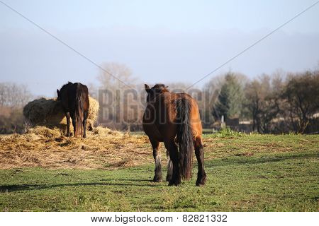 Eating Horses