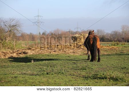 Heavy Horse And Hay Bale