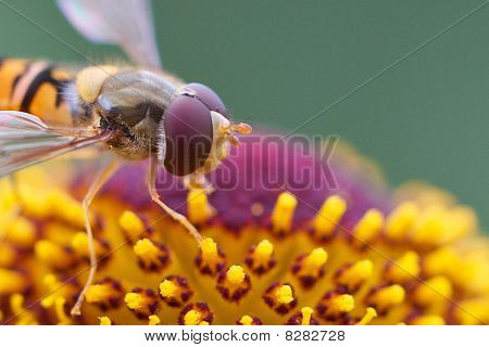 Pegefølsomme flyve closeup