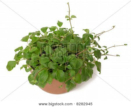 Alsobia v květináči