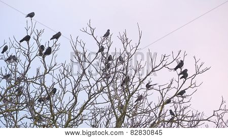 Rooks And Jackdaws On Bare Tree