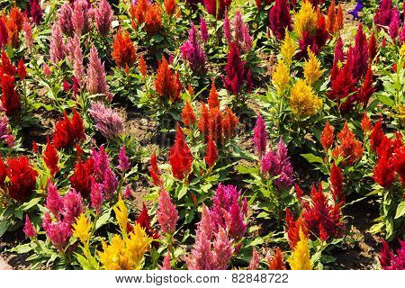 Cockscomb flower (Celosia Cristata) in a garden.