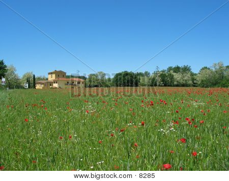 Huis met Poppys