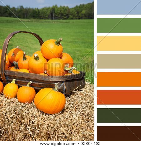 Pumpkins for sale, displayed in a trug on hay bales, In a colour palette with complimentary colour swatches.